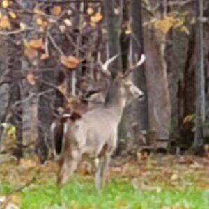 Meet your Posh - Huntsman.